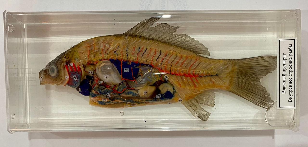 Аққұбаны ұрып-соғатын нағыз порно