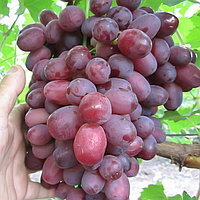 Виноград "Шерхан" столовый сорт