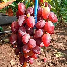 Виноград "Ягуар" столовый сорт