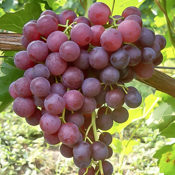 Виноград "Апирен Роз" бессемянный сорт (столовый)