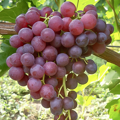 Виноград "Апирен Роз" бессемянный сорт (столовый), фото 2
