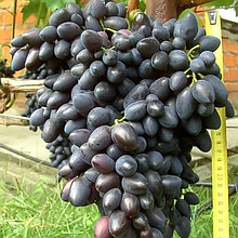 Виноград "Согдиана" бессемянный сорт (столовый)