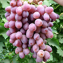 Виноград "Ризамат" бессемянный сорт (столовый)
