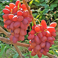 Виноград "Богема" мускатный сорт
