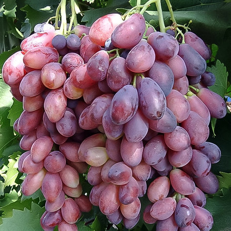 Виноград "Ася" столовый сорт, фото 2