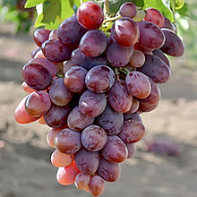 Виноград "Атаман" столовый сорт