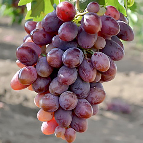 Виноград "Атаман" столовый сорт, фото 2