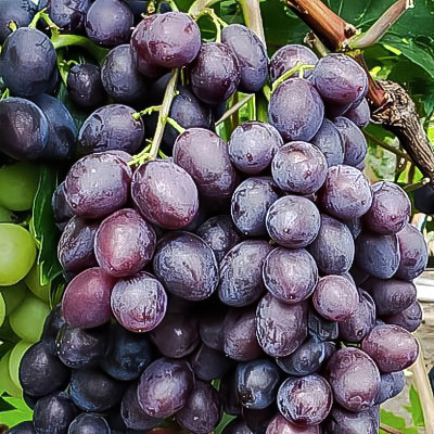 Виноград "Брависсимо" бессемянный сорт (столовый)