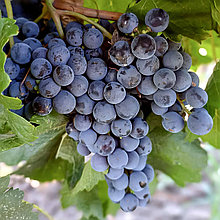Виноград "Мерло" винный сорт