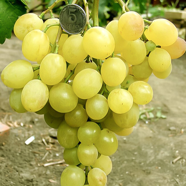 Виноград "Озон" мускатный сорт