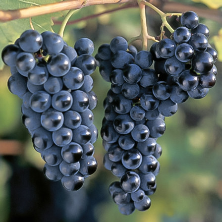 Виноград "Маркетт" винный сорт