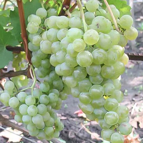 Виноград "Цитронный Магарача" винный сорт