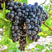Виноград "Экспресс Ранний" винный сорт