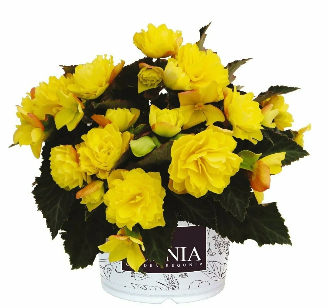 Iconia Portofino Citrix №350/ взрослое растение, фото 1