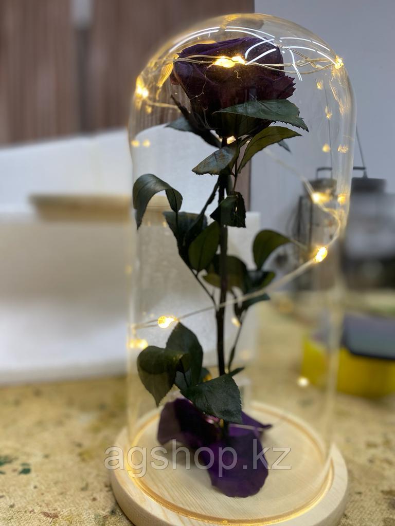 Стабилизированная роза в колбе 32см - фото 1 - id-p105402112