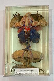 Порно мультфильмдер Барт пен Мэгги