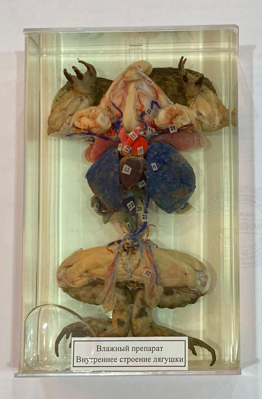 Үлкен кисканың порнофотосуреттері