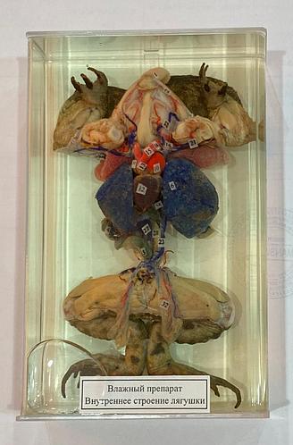 Жыныстық қатынастағы алтын душ дегеніміз не?