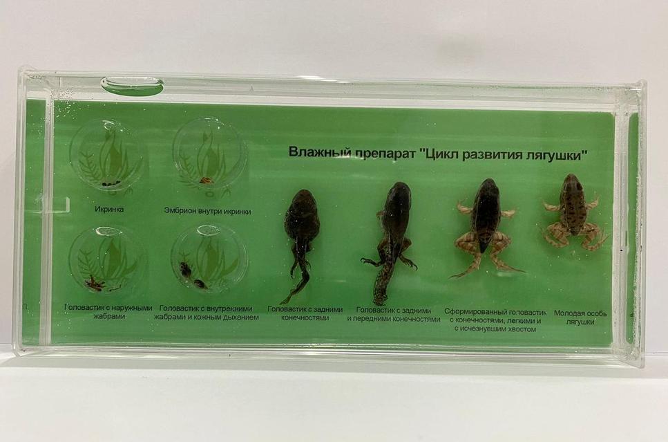 Валентина Рубцованың жалаңаш кискасы Қызыл порно