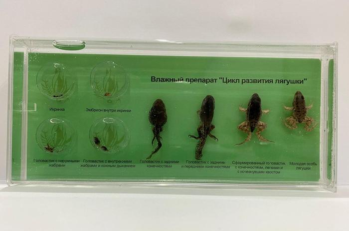 Аққұба әйел гинекологтың қабылдауында (фото) Қыздардың бетіне көп сперма