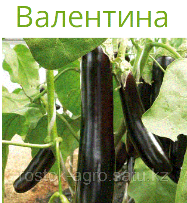 Валентина F1 семена баклажана (Seminis / Семинис) - фото 3 - id-p105436153