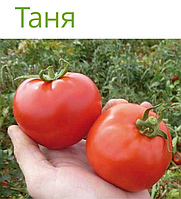 Таня F1 семена томата детерминантного (Seminis / Семинис)