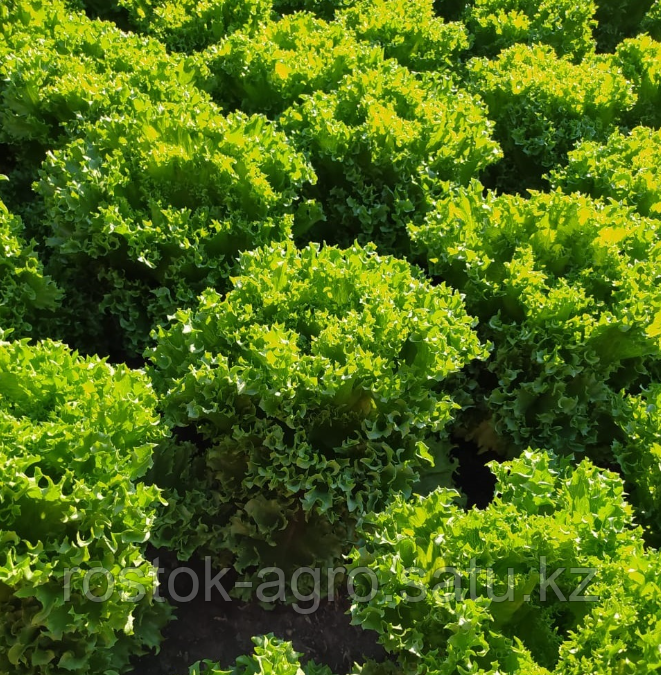 Фриллис семена салата листового (Seminis / Семинис) - фото 1 - id-p105479629