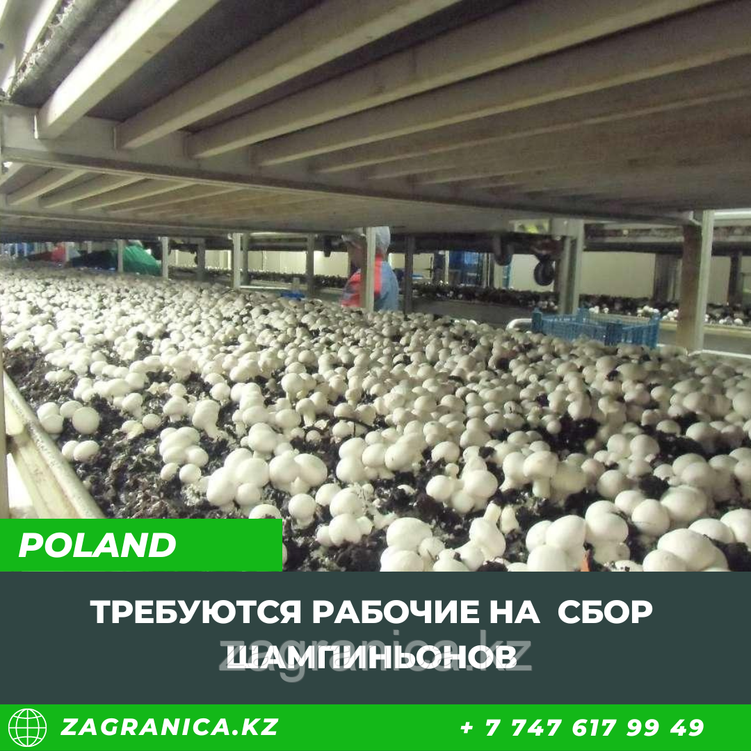 Для тех, кто в Европе работа в Польше: Требуются сборщики грибов