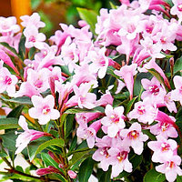 Вейгела Pink Poppet