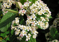 Кизильник lacteus