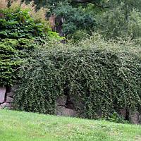 Кизильник Skogholm