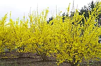 Форзиция Lynwood