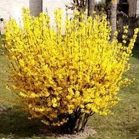 Форзиция Week-End