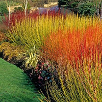 Дерен Midwinter Fire