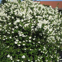 Дейция magnifica