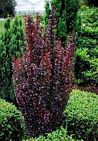 Барбарис тунберга Helmond Pillar