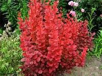 Барбарис тунберга Orange Rocket