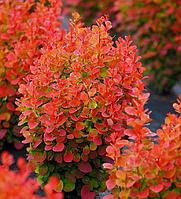 Барбарис тунберга Orange Rocket