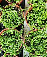 Крестовник Роули /взрослое растение