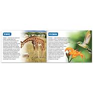 Обучающие книги набор «Удивительный мир» 6 шт. по 20 стр., фото 6