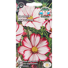 Семена цветов цветок Космея Акулина (дваждыперистая, белая с розовым кантом) . Евро, 0,5 г