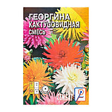 Семена цветов Георгина Кактусовидная смесь, О, 0,1 г, фото 3