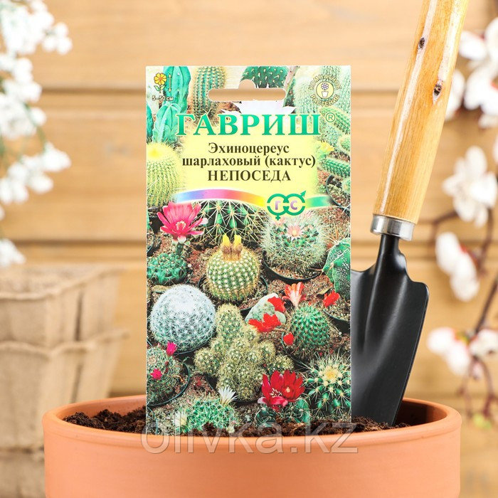 Семена комнатных цветов "Гавриш" Эхиноцереус (кактус) Непоседа, смесь,Мн, 0,05 г