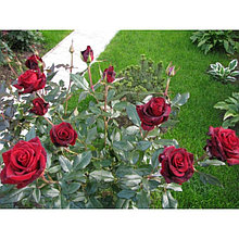 Саженец розы Черная Магия,  Весна 2023, 1 шт.