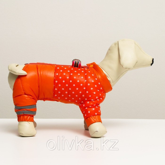 Комбинезон для собак "Горошек", размер 12 (ДС 25, ОГ 36, ОШ 28 см), рыжий - фото 2 - id-p105782525