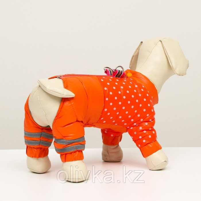 Комбинезон для собак "Горошек", размер 12 (ДС 25, ОГ 36, ОШ 28 см), рыжий - фото 3 - id-p105782525