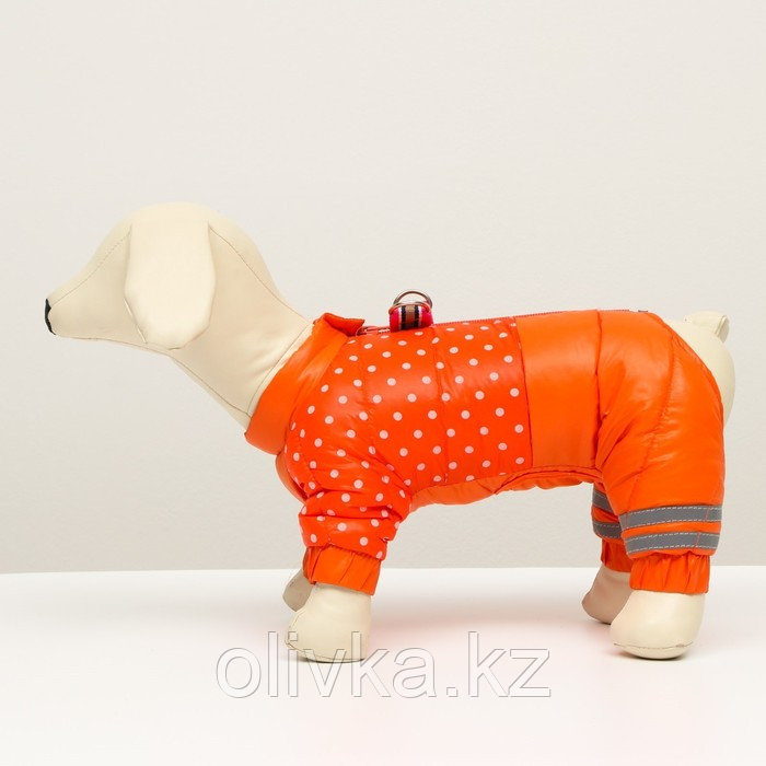 Комбинезон для собак "Горошек", размер 12 (ДС 25, ОГ 36, ОШ 28 см), рыжий - фото 4 - id-p105782525