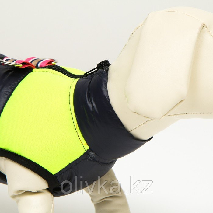 Куртка для собак на молнии, размер 8 (ДС 23 см, ОГ 30, ОШ 22 см), синяя с жёлтым - фото 5 - id-p105782117