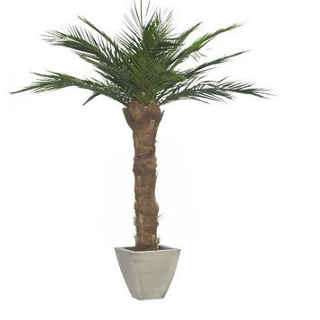 Стабилизированная пальма