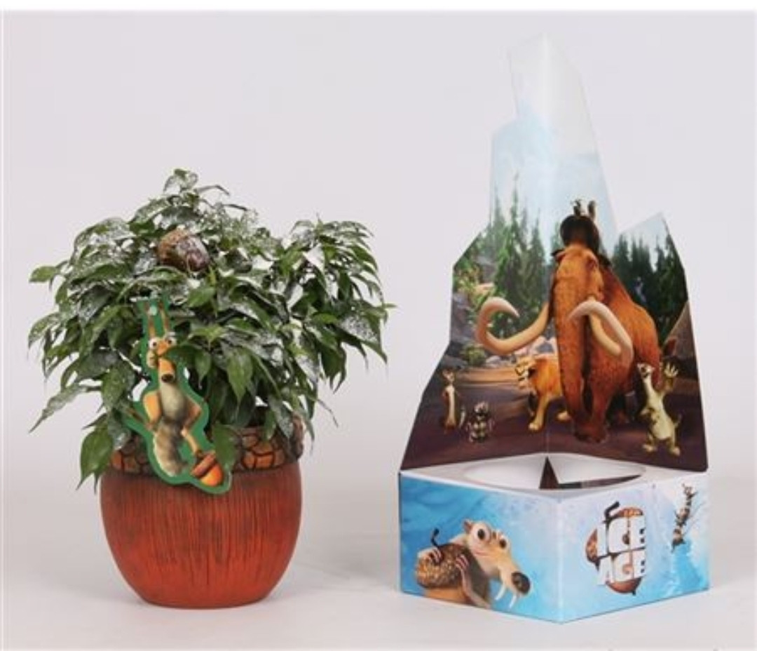 Фикус Бенджамина Ice Age Plant